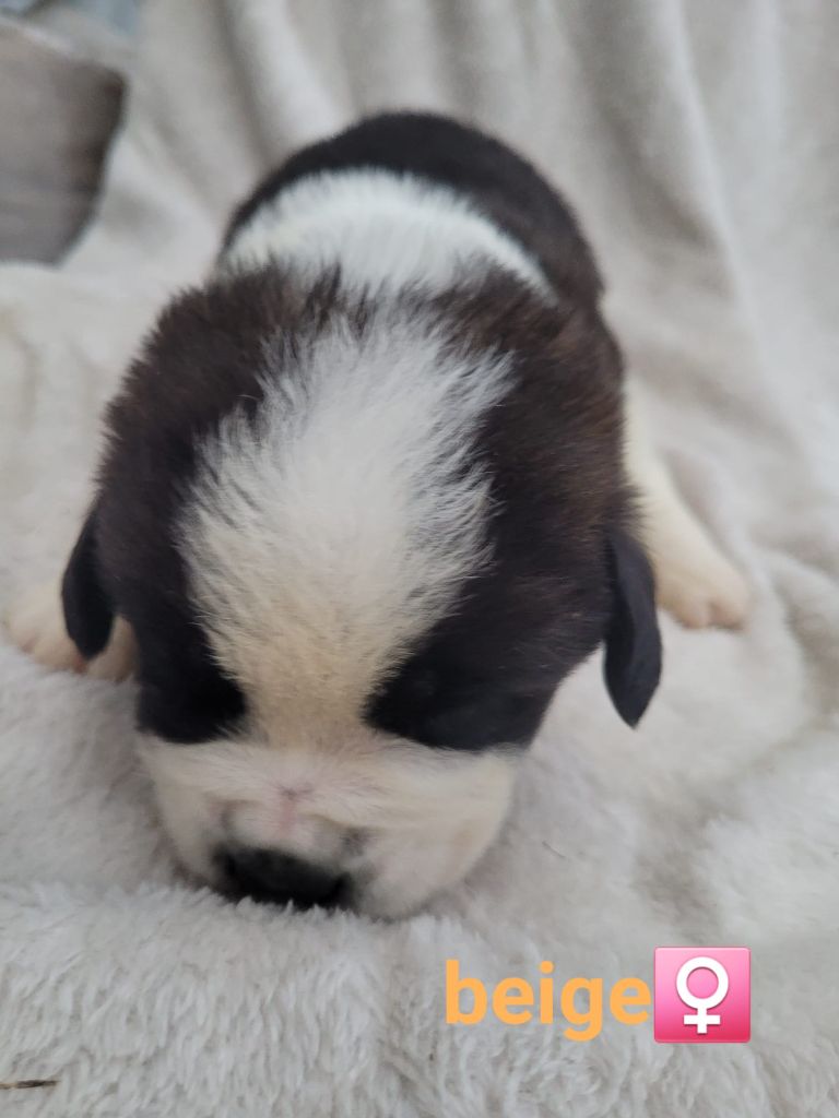 Abbaye De Noirlac - Chiots disponibles - Chien du Saint-Bernard