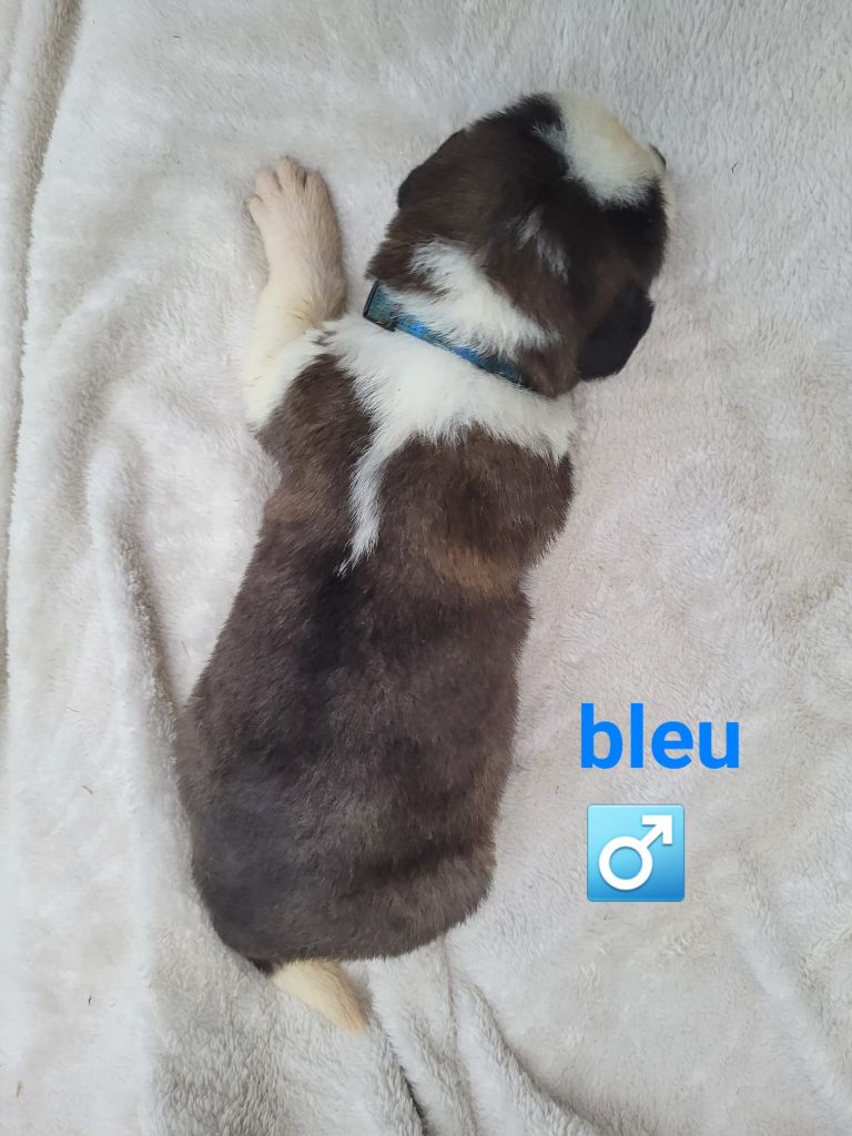 Abbaye De Noirlac - Chiots disponibles - Chien du Saint-Bernard