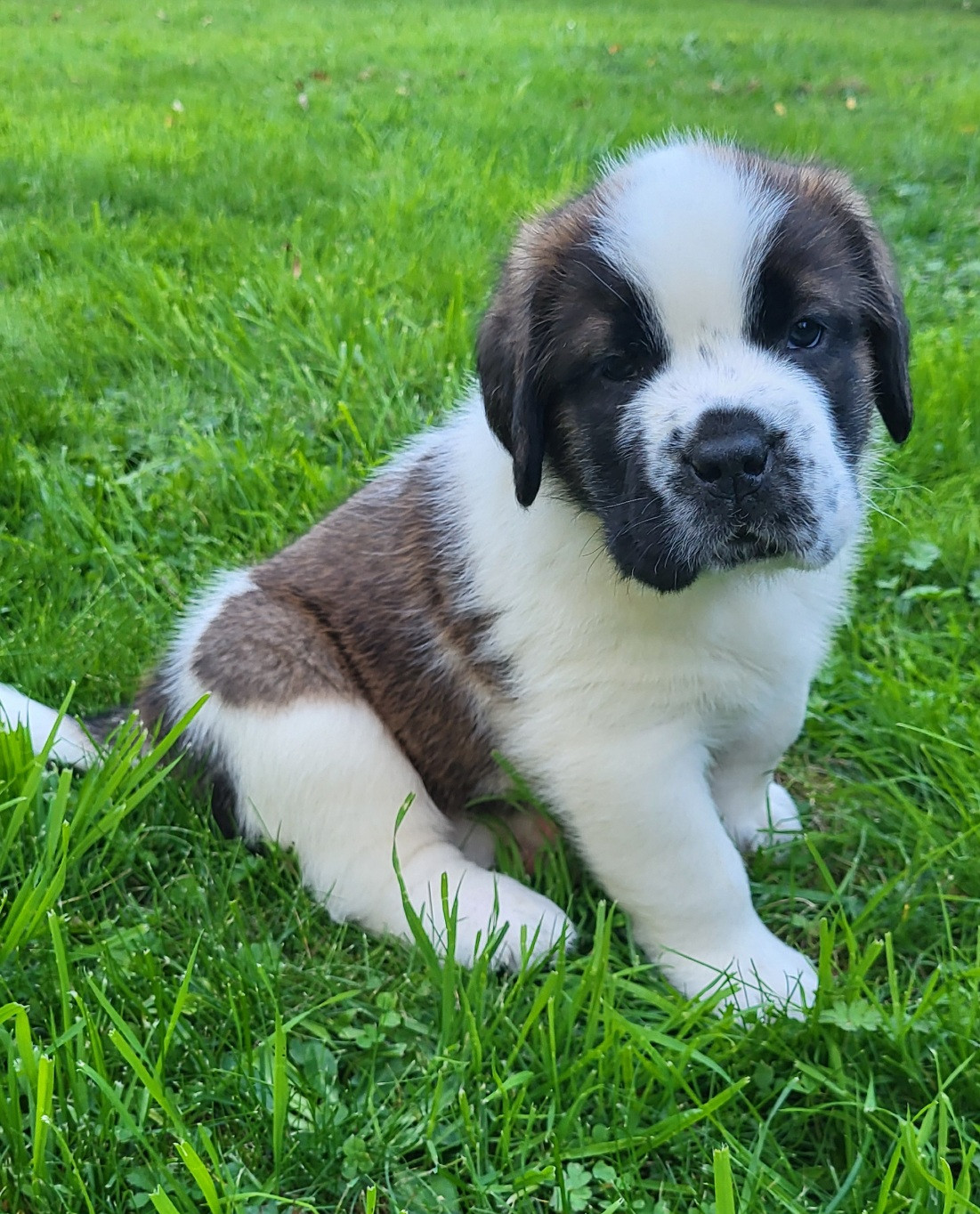 Abbaye De Noirlac - Chiots disponibles - Chien du Saint-Bernard