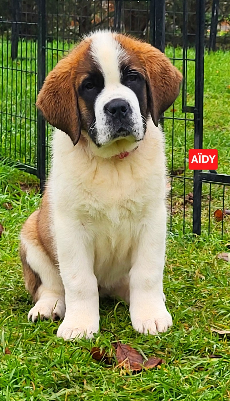 Abbaye De Noirlac - Chiots disponibles - Chien du Saint-Bernard