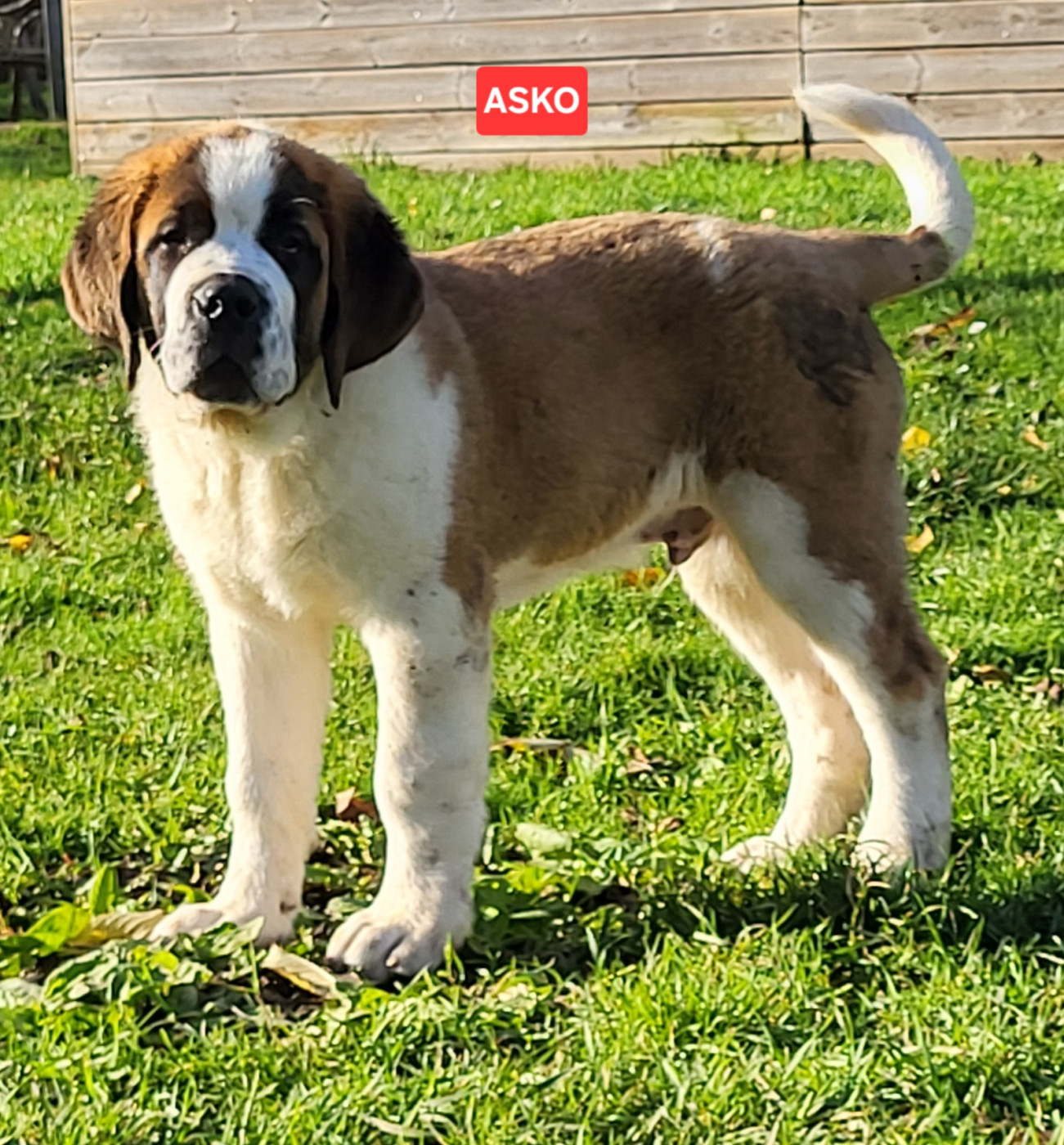 Abbaye De Noirlac - Chiots disponibles - Chien du Saint-Bernard