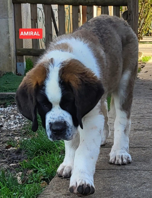 Abbaye De Noirlac - Chiots disponibles - Chien du Saint-Bernard