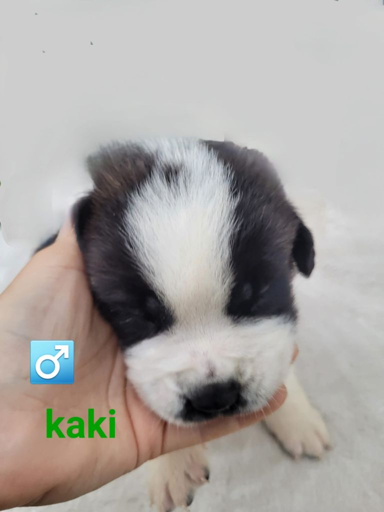 Abbaye De Noirlac - Chiots disponibles - Chien du Saint-Bernard