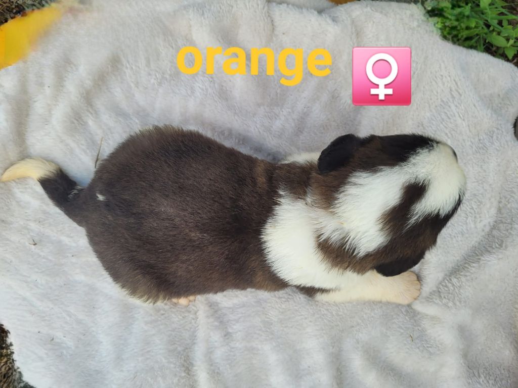 Abbaye De Noirlac - Chiots disponibles - Chien du Saint-Bernard