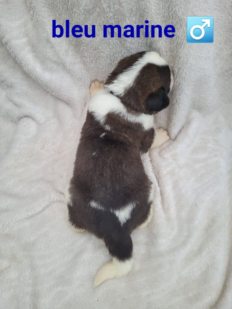 Abbaye De Noirlac - Chiots disponibles - Chien du Saint-Bernard