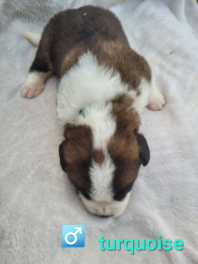 Abbaye De Noirlac - Chiots disponibles - Chien du Saint-Bernard