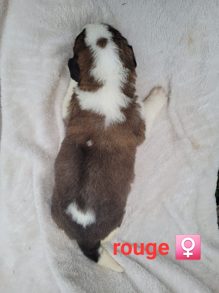 Abbaye De Noirlac - Chiots disponibles - Chien du Saint-Bernard