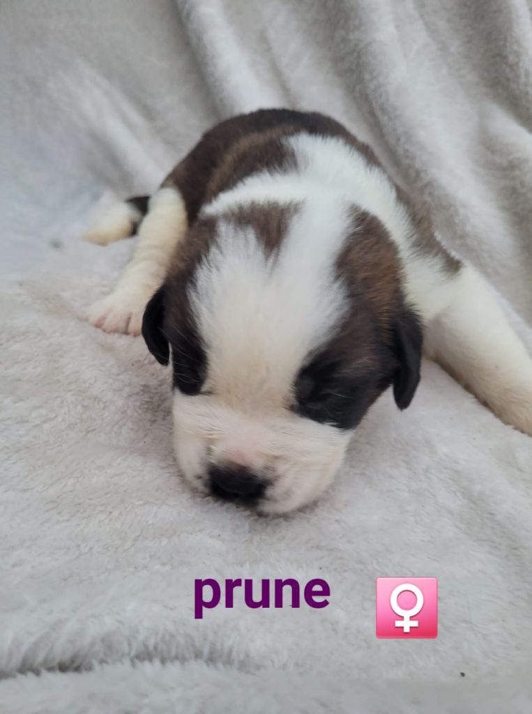 Abbaye De Noirlac - Chiots disponibles - Chien du Saint-Bernard