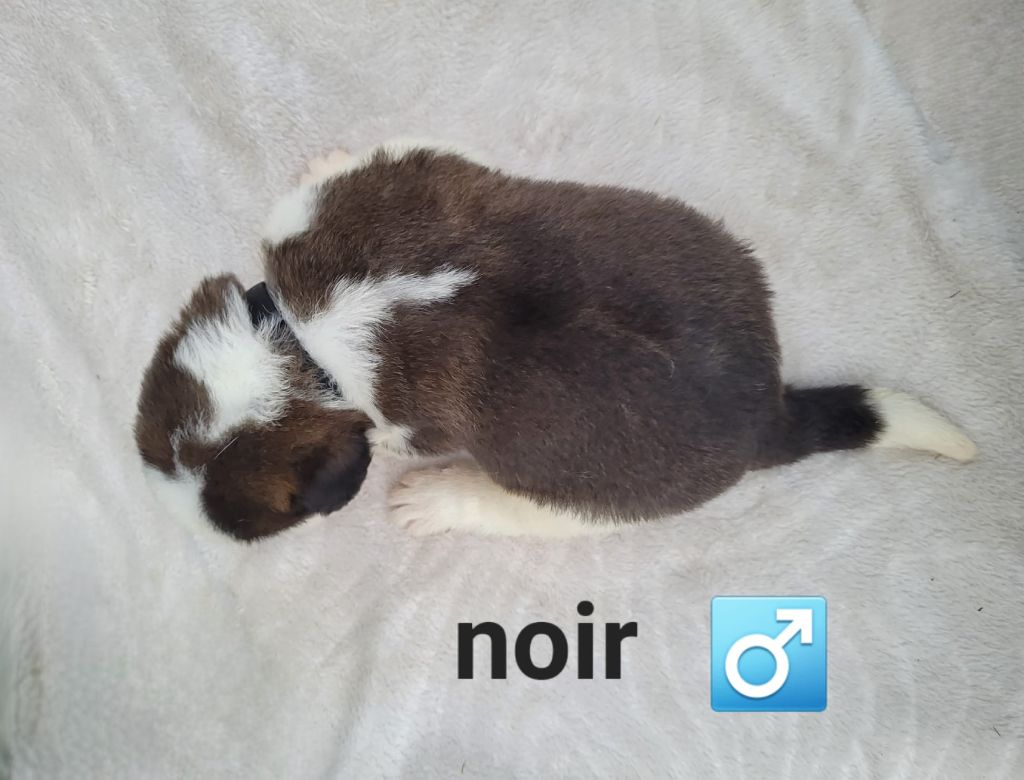 Abbaye De Noirlac - Chiots disponibles - Chien du Saint-Bernard